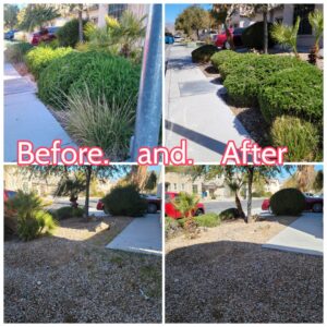 Before and after collage of bush trimming and yard cleanup services by Daniel's Lawn Care services in Las Vegas, NV.