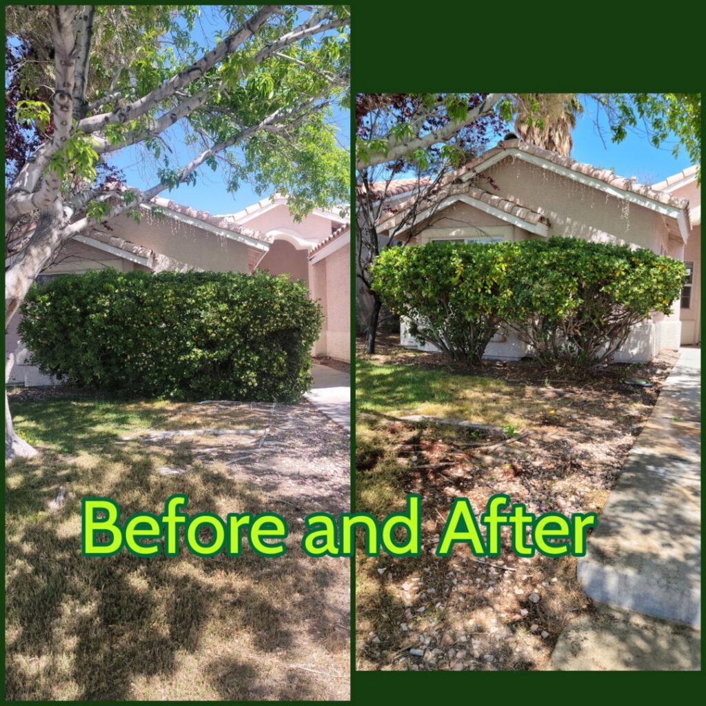 Before and after of professional lawn care and bush trimming by Daniel's Lawn Care services in Las Vegas, NV.