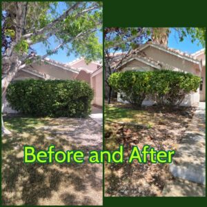 Before and after of professional lawn care and bush trimming by Daniel's Lawn Care services in Las Vegas, NV.