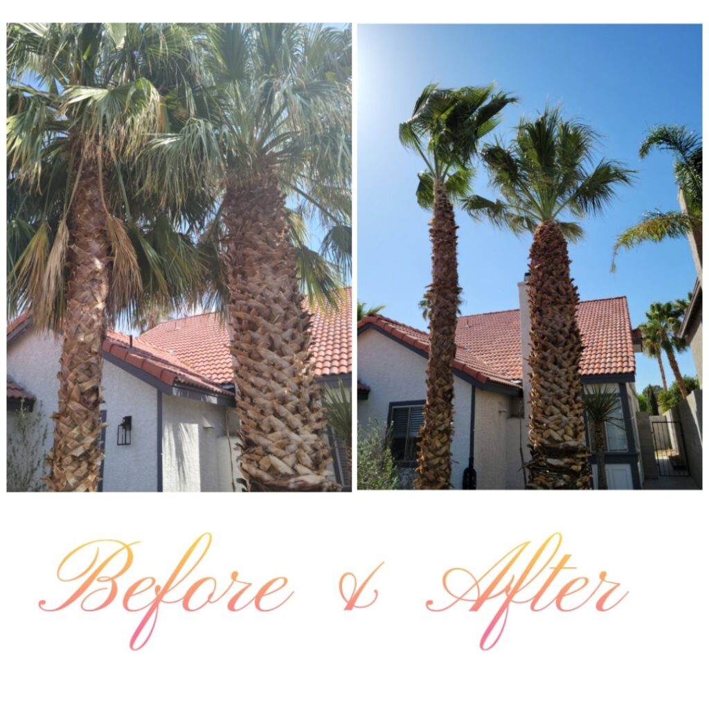 Before and after photos showcasing palm tree maintenance by Daniel's Lawn Care services in Las Vegas, NV.
