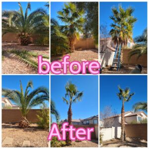 Before and after collage showing expert palm tree trimming by Daniel's Lawn Care services in Las Vegas, NV.