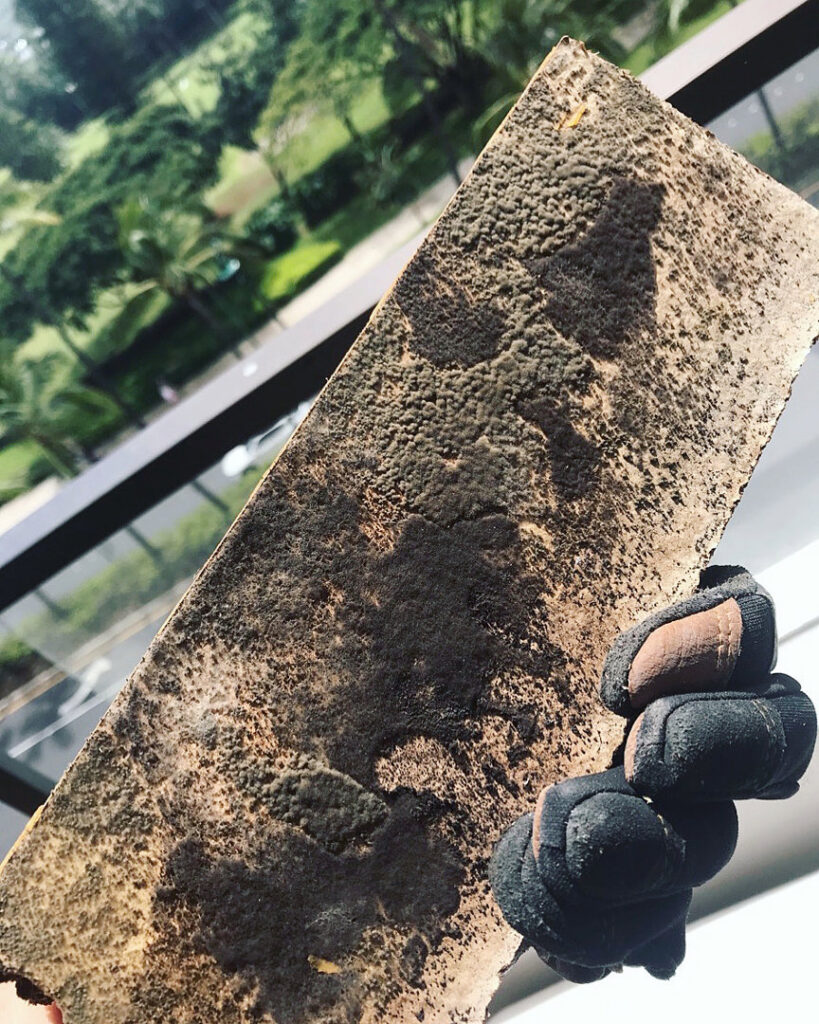 A close-up of a building material severely damaged by black mold, indicating a mold remediation job by Island Restoration LLC in Kapolei, HI.