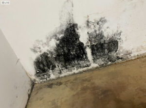 Extensive black mold growth on a wall and floor corner, a common result of water damage, handled by RestoPros of Salt Lake City, UT