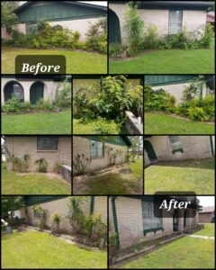 Before and after photos of bush trimming and landscaping by Beyond The Blade Lawn Care in Pace, FL.
