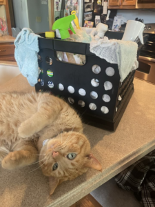 An orange cat relaxing on a kitchen counter next to a crate filled with cleaning supplies from Shining Light Care Services in Fort Wayne, IN.