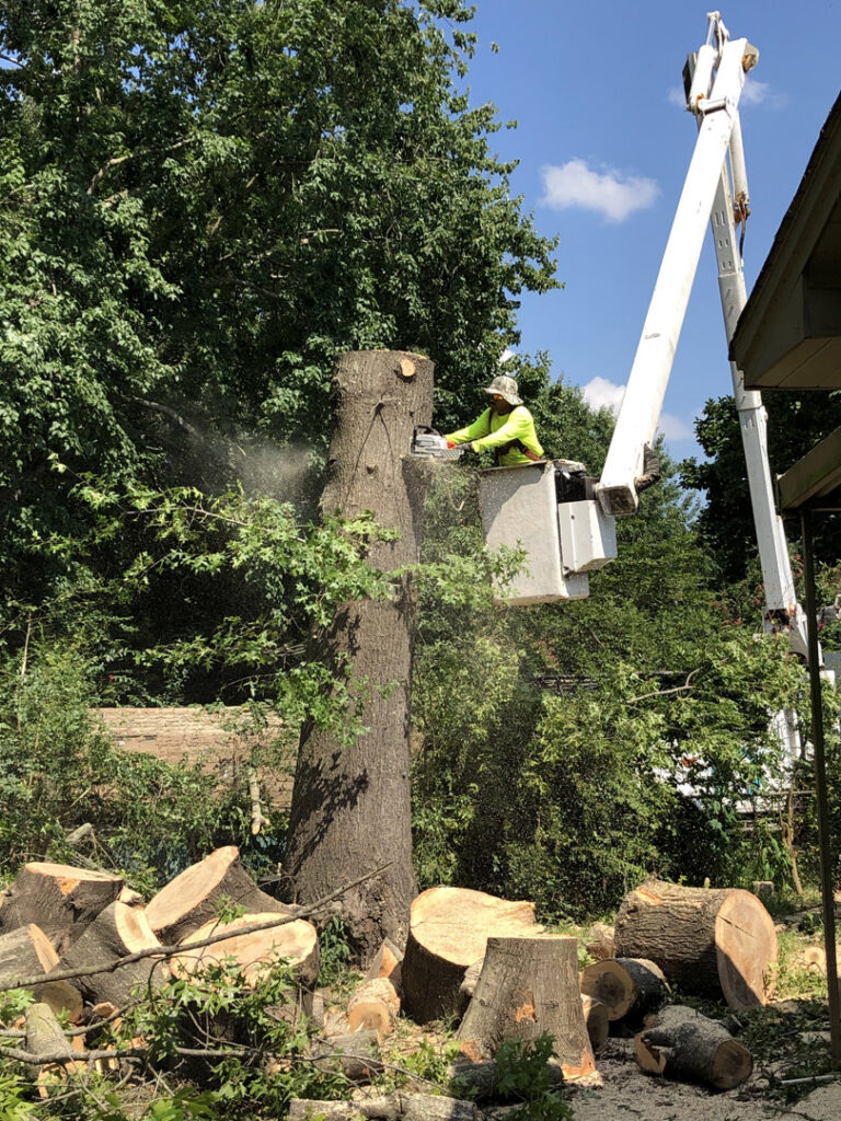 A worker in a bucket truck using a chainsaw to remove a large tree trunk for Munoz Tree & Lawn Service in Little Rock, AR.