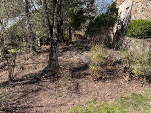 A cleared yard area with trimmed bushes and trees, demonstrating comprehensive yard maintenance by Ripley's Lawn Care, LLC in Charleston, WV.