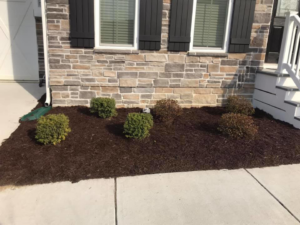 A close-up view of neatly mulched shrub beds along a house foundation by Mike's Lawn Care Service in Dover, DE.