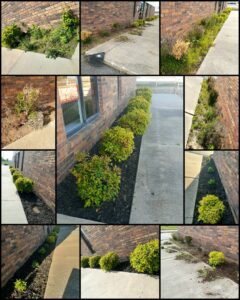 Before and after photos of commercial garden bed mulching and cleanup by Beyond The Blade Lawn Care in Pace, FL.