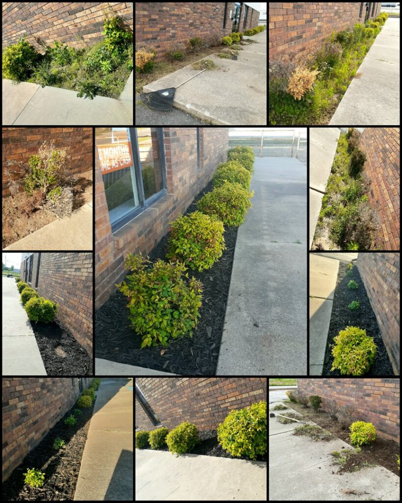 Before and after photos of commercial garden bed mulching and cleanup by Beyond The Blade Lawn Care in Pace, FL.