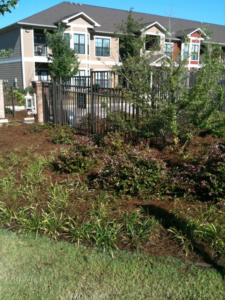 Commercial landscaping with shrubs, mulch, and green grass at an apartment complex by Scruggs Lawn Care Inc. in Tupelo, MS.
