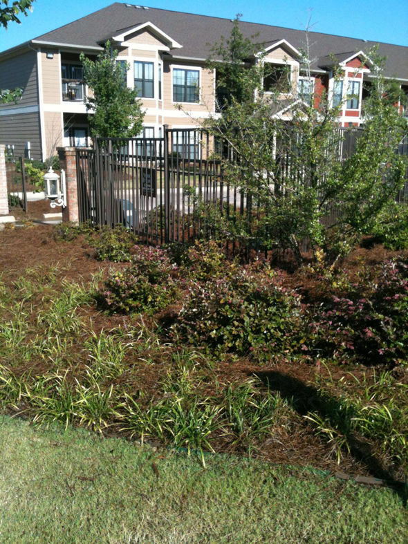 Commercial landscaping with shrubs, mulch, and green grass at an apartment complex by Scruggs Lawn Care Inc. in Tupelo, MS.