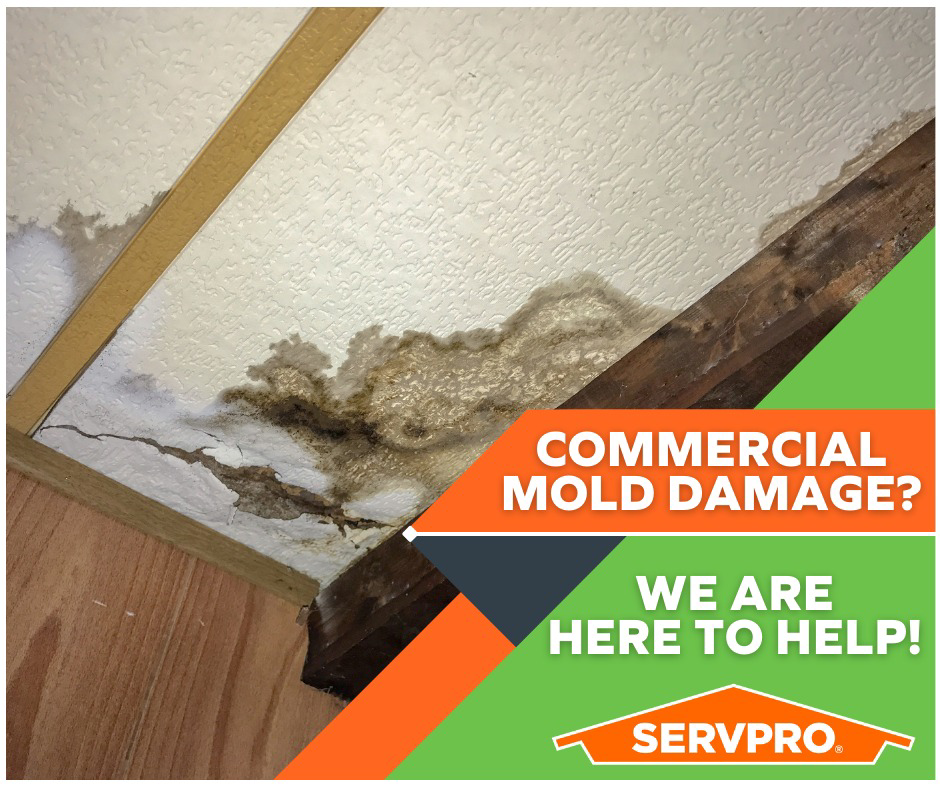 Commercial mold damage visible on a ceiling, indicating water damage, addressed by SERVPRO of Newark in Wilmington, DE