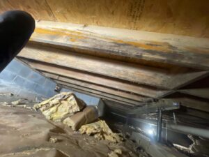 Insulation and damp, discolored wooden beams in a crawlspace, indicating moisture issues for Restoration Specialist in O Fallon, MO.