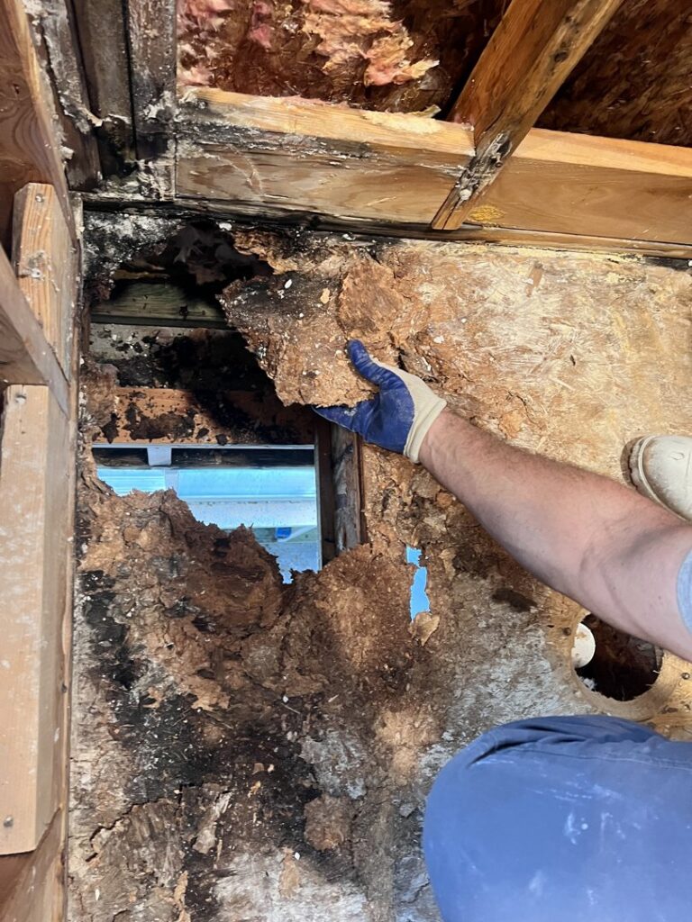A hand holding a piece of severely water-damaged and possibly moldy wood from an exposed wall by Utah Home Restoration in Springville, UT