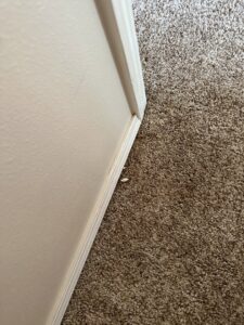 A dirty baseboard and carpet edge, showing dust and debris that Blubyrd Cleaning Service in Boise, ID can expertly clean.