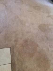 A close-up view of a dirty and stained carpet before professional cleaning by Rife's Services in Kapolei, HI