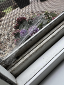 A close-up view of a dirty window screen and frame with cobwebs, showing an area needing cleaning by Little Cubs Cleaning Services in Rochester, MN.