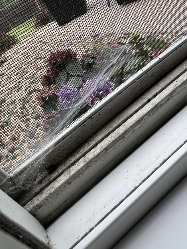 A close-up view of a dirty window screen and frame with cobwebs, showing an area needing cleaning by Little Cubs Cleaning Services in Rochester, MN.