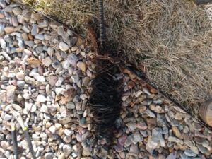 A large clog of roots and debris removed from a drain, lying on the ground by Central Wyoming Drain Service in Casper, WY.