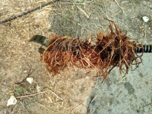 A drain snake with a large amount of roots and debris removed from a clog by Central Wyoming Drain Service in Casper, WY.