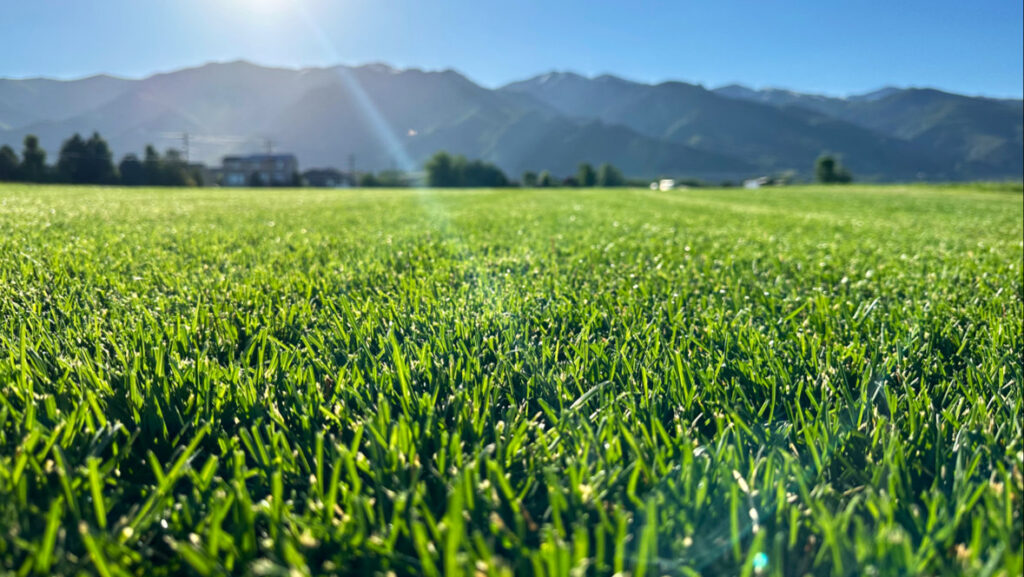 An expansive green lawn with a scenic mountain view, maintained by Aspen Sod in Layton, UT.