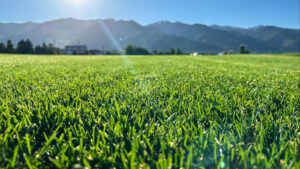 An expansive green lawn with a scenic mountain view, maintained by Aspen Sod in Layton, UT.