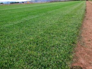 An expansive field of lush green sod with a dirt path, representing the quality of All American Sod LLC in Sandy, UT.