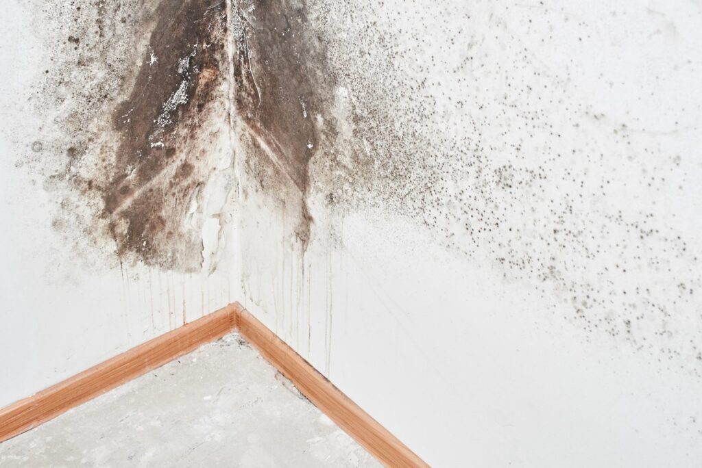 Extensive mold growth and water damage on a ceiling and wall corner, showing peeling paint, handled by Green Home Solutions in Mount Airy, MD.