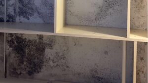 Extensive mold growth on a wall behind shelves, indicating significant moisture issues addressed by Quality Remediation llc in Everett, WA.