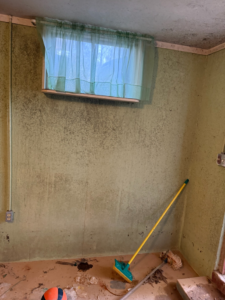 Extensive mold growth covering the walls of a room, indicating severe water damage remediation by Elam Enterprises in Jonesboro, AR.