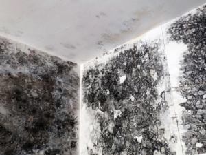Extensive mold growth on walls and ceiling from water damage, remediated by Certified Professional Restoration in Simpsonville, SC.