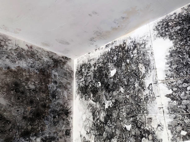 Extensive mold growth on walls and ceiling from water damage, remediated by Certified Professional Restoration in Simpsonville, SC.