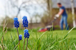 Beautiful blue flowers in a well-maintained lawn with a person mowing in the background by Backcountry Lawn Service in Missoula, MT.