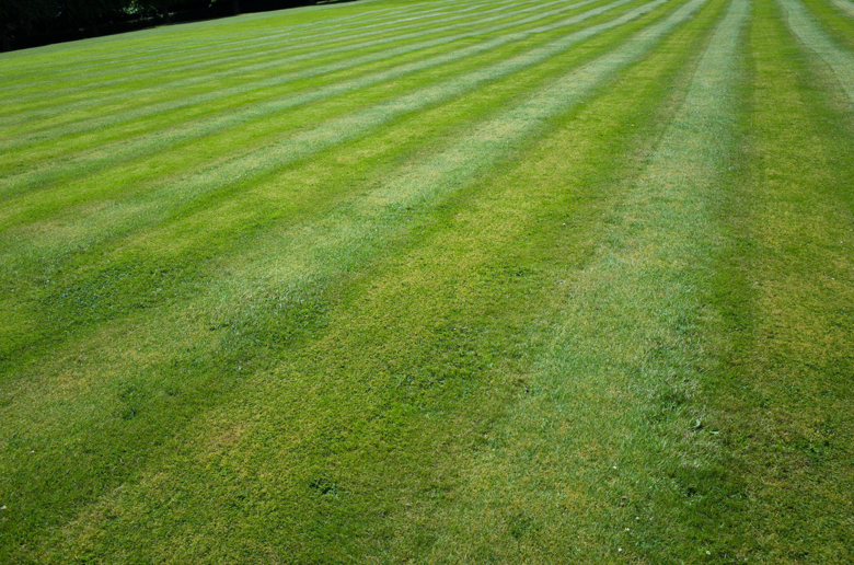 A freshly mowed lawn with distinct stripes, showcasing quality lawn care from All American Sod LLC in Sandy, UT.