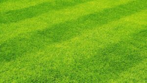 Close-up of a freshly mowed green lawn with distinct stripes by Full Throttle landscapes and lawn care in Port Orchard, WA.