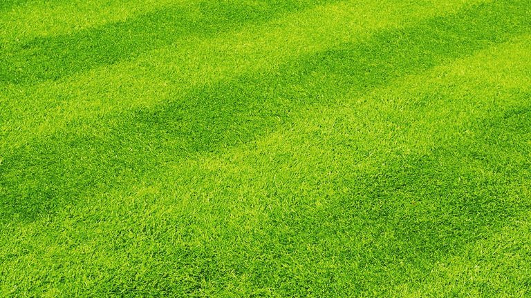 Close-up of a freshly mowed green lawn with distinct stripes by Full Throttle landscapes and lawn care in Port Orchard, WA.