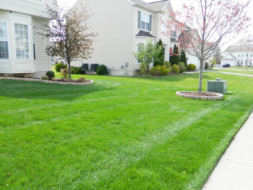 A freshly mowed residential lawn with distinct stripes, showcasing professional lawn care by Mike's Lawn Care Service in Dover, DE.