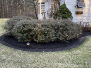 A residential garden bed with freshly applied black mulch and well-maintained bushes by Klean Kutz Lawn Care in Olive Branch, MS