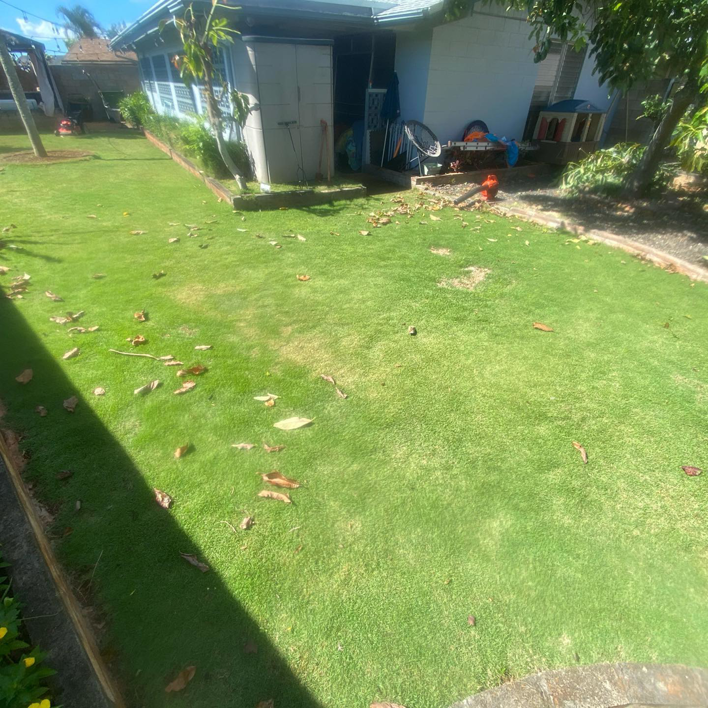 A vibrant green backyard lawn with scattered leaves, ready for maintenance by LTN Yard Services LLC in Kaneohe, HI.