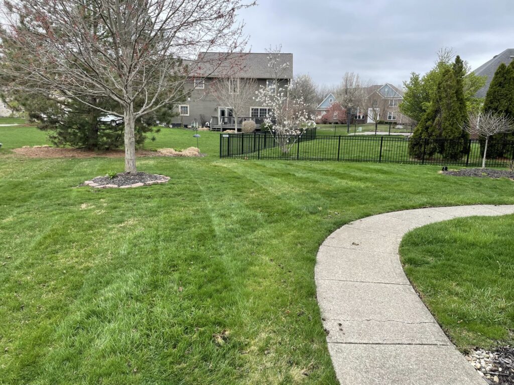 A vibrant green lawn with subtle stripes next to a concrete pathway, maintained by Jerman Lawn Care in Bozeman, MT.