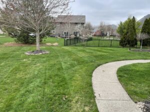 A vibrant green lawn with subtle stripes next to a concrete pathway, maintained by Jerman Lawn Care in Bozeman, MT.