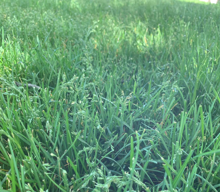 A close-up view of healthy green grass maintained by Total Turf Care in Hastings, NE.