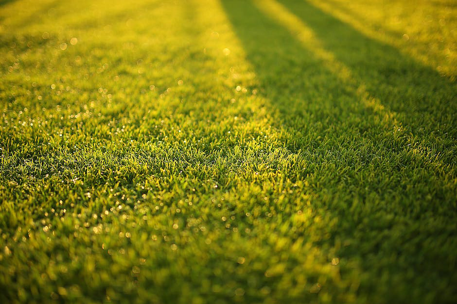 Close-up of healthy, vibrant green grass with dew drops, maintained by C-Spray of Gulfport in Gulfport, MS.