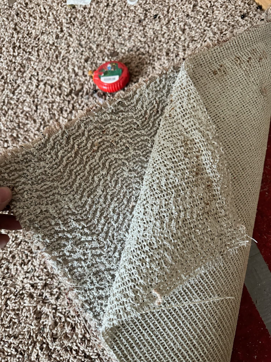 A technician inspecting carpet for hidden water damage during an assessment by USA Water Damage Thunder Restoration in Coon Rapids, MN.