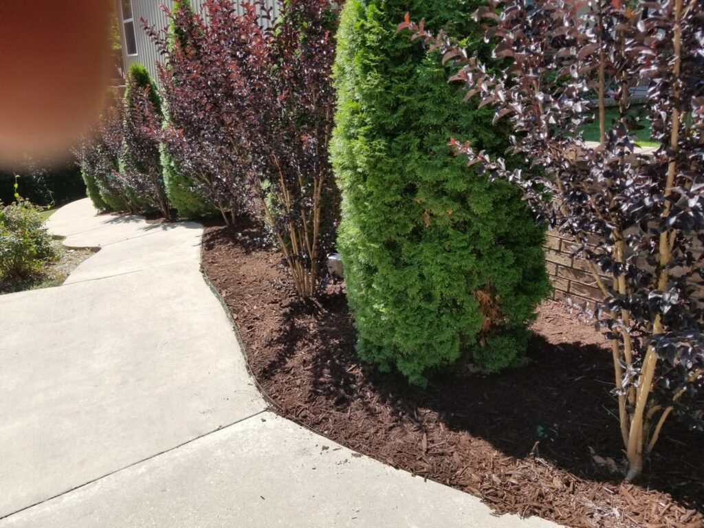 Well-maintained landscaping with fresh mulch beds and healthy shrubs by Full Throttle landscapes and lawn care in Port Orchard, WA.