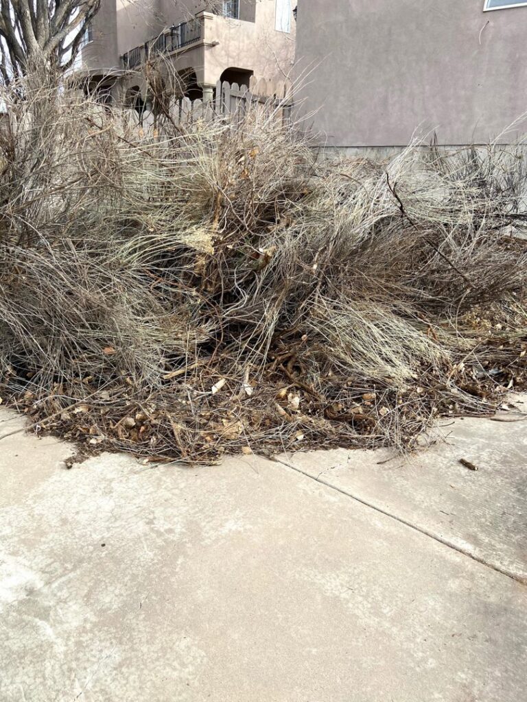 A large pile of dry brush and weeds from a yard cleanup by Green Thumb Lawn Care & Maintenance, LLC in Rio Rancho, NM.