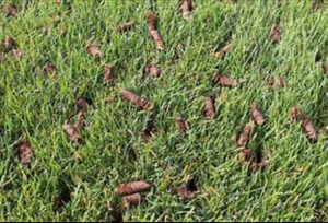 Close-up of a lawn showing soil plugs after aeration, a vital service provided by Matt's Lawn Service in Casper, WY.