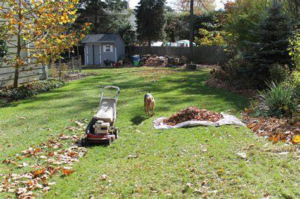 A lawnmower and piles of leaves in a backyard, showing leaf removal and mowing by C-Spray of Gulfport in Gulfport, MS.