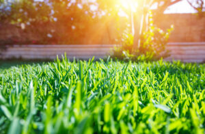 Lush, healthy green grass glistening in the sunlight, a result of expert lawn care from LTN Yard Services LLC in Kaneohe, HI.